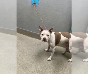 Mutt Dogs for adoption in Las Vegas, NV, USA