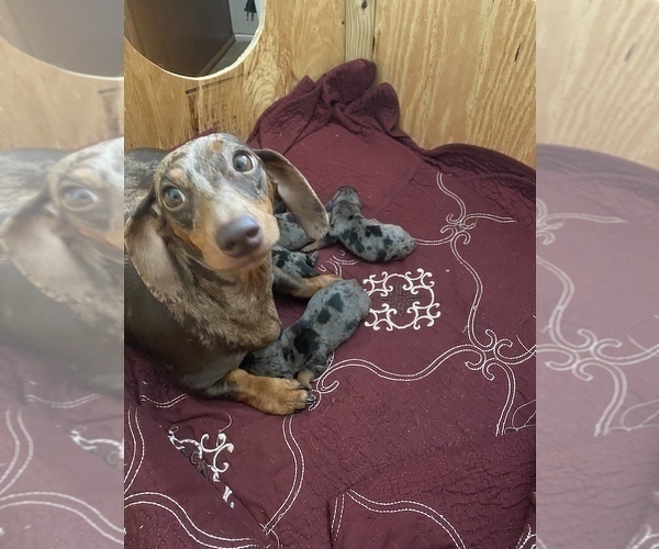 Medium Photo #1 Dachshund Puppy For Sale in BENNETT, NC, USA