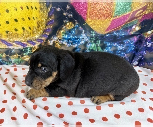Medium Photo #2 Dachshund Puppy For Sale in CASSVILLE, MO, USA