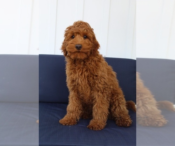 Medium Photo #1 Australian Labradoodle Puppy For Sale in REIDSVILLE, NC, USA