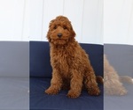 Small Photo #1 Australian Labradoodle Puppy For Sale in REIDSVILLE, NC, USA