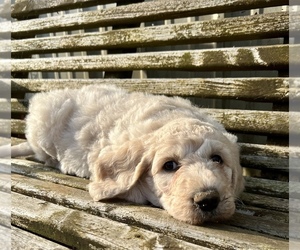 Goldendoodle Puppy for sale in CONWAY, AR, USA