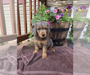 Medium Aussiedoodle