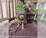 Puppy Preston Aussiedoodle