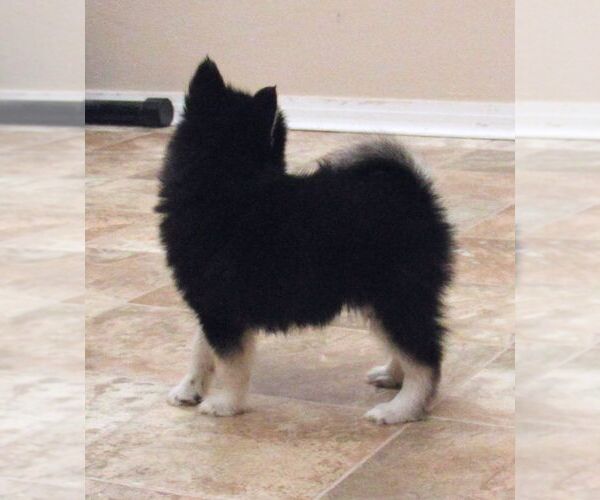 Medium Photo #3 Pomsky Puppy For Sale in SEBRING, FL, USA