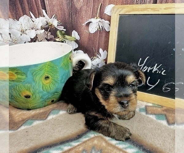 Medium Photo #21 Yorkshire Terrier Puppy For Sale in CASSVILLE, MO, USA