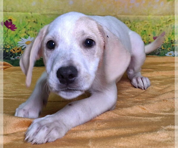 Medium Photo #4 Labrador Retriever-Unknown Mix Puppy For Sale in Wetumpka, AL, USA