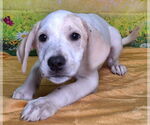 Small #3 Labrador Retriever Mix