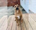 Small #14 Staffordshire Bull Terrier Mix