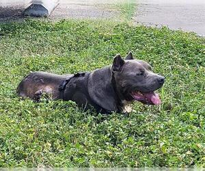 Mutt Dogs for adoption in San Antonio, TX, USA