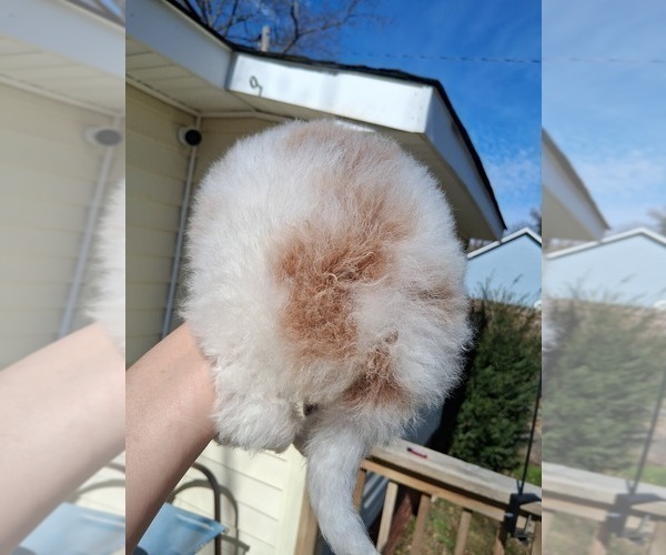 Medium Photo #30 Goldendoodle (Miniature) Puppy For Sale in GASTONIA, NC, USA