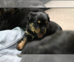 Small Photo #14 Rottweiler Puppy For Sale in ROSEBURG, OR, USA