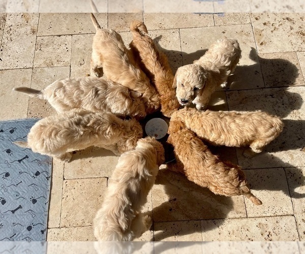 Medium Photo #2 Goldendoodle Puppy For Sale in THE COLONY, TX, USA