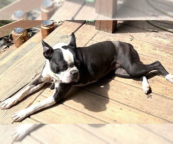 Medium Photo #2 Boston Terrier Puppy For Sale in Cary, NC, USA