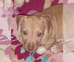 Small #20 American Pit Bull Terrier-American Staffordshire Terrier Mix