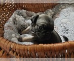 Small Photo #5 Pug Puppy For Sale in PENDLETON, OR, USA