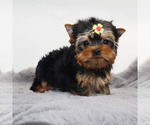 Small #3 Yorkshire Terrier
