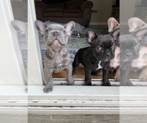 French Bulldog Puppy for Sale in SICKLERVILLE, New Jersey USA