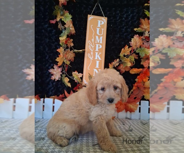 Medium Photo #2 Goldendoodle (Miniature) Puppy For Sale in MOUNT PLEASANT, MI, USA