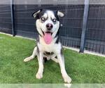 Small #1 Siberian Husky Mix