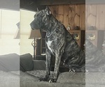 Small Photo #1 Presa Canario Puppy For Sale in ANSON, ME, USA