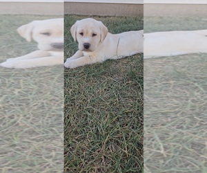 Labrador Retriever Litter for sale in PONTIAC, IL, USA