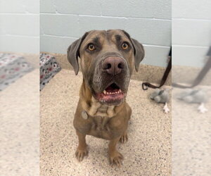 Mutt Dogs for adoption in Brighton, CO, USA