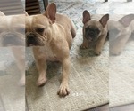 Small Photo #7 French Bulldog Puppy For Sale in FLOWER MOUND, TX, USA