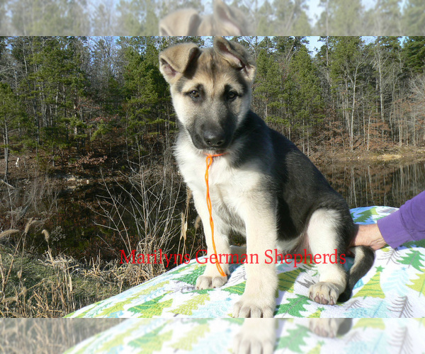 Medium Photo #2 German Shepherd Dog Puppy For Sale in PIEDMONT, MO, USA