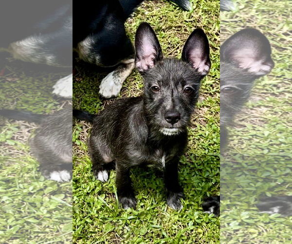 Medium Photo #1 Mutt Puppy For Sale in Valrico, FL, USA