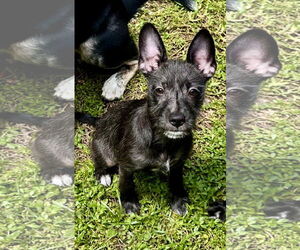 Mutt Dogs for adoption in Valrico, FL, USA