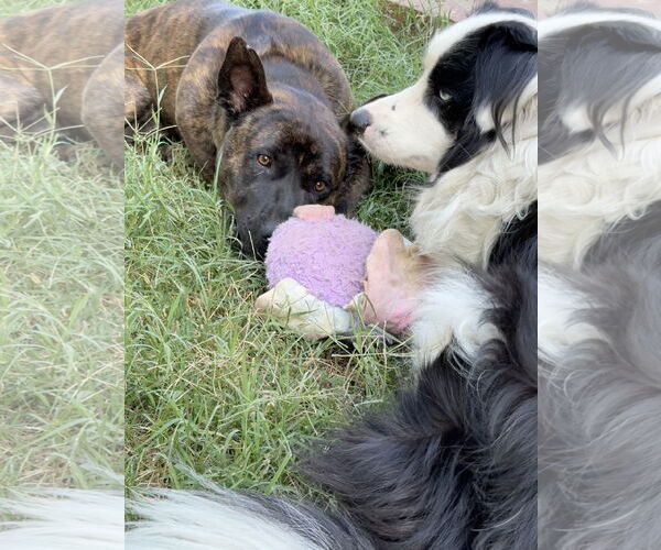 Medium Photo #5 American Bulldog-German Shepherd Dog Mix Puppy For Sale in Lake Elsinore, CA, USA