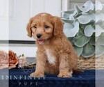Small #1 Cavapoo