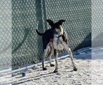Small Photo #12 Mutt Puppy For Sale in Fargo, ND, USA