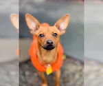 Small #2 Chihuahua