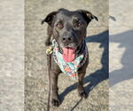 Small #3 Labrador Retriever Mix
