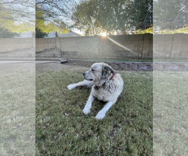 Medium Photo #3 Alusky Puppy For Sale in Chandler, AZ, USA