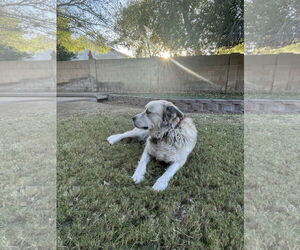 GRANDPA - Male Alusky Dog for Adoption - Photo #3