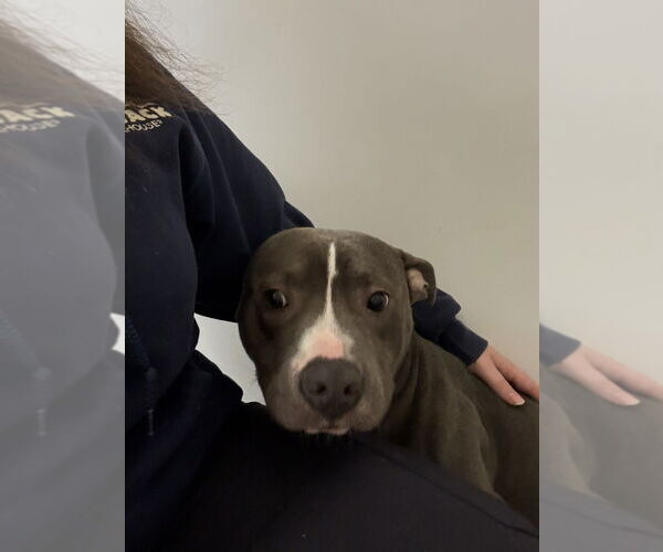 Medium Photo #2 Mutt Puppy For Sale in Glen Allen, VA, USA