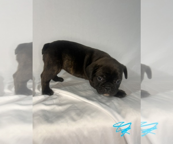 Medium Photo #11 French Bulldog Puppy For Sale in JOLIET, IL, USA