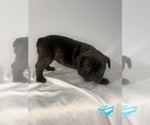 Small #10 French Bulldog
