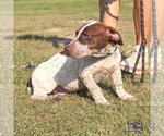 Small Photo #5 Dachshund-Pointer Mix Puppy For Sale in Washington, DC, USA