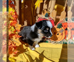 Small Photo #9 Aussie-Corgi Puppy For Sale in BRIGGSDALE, CO, USA