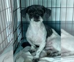 Small #1 Shih Tzu Mix