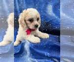 Small Photo #2 Cocker Spaniel-Poodle (Miniature) Mix Puppy For Sale in INDIANAPOLIS, IN, USA
