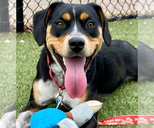 Roy - Male Mutt Dog for Adoption - Photo #11