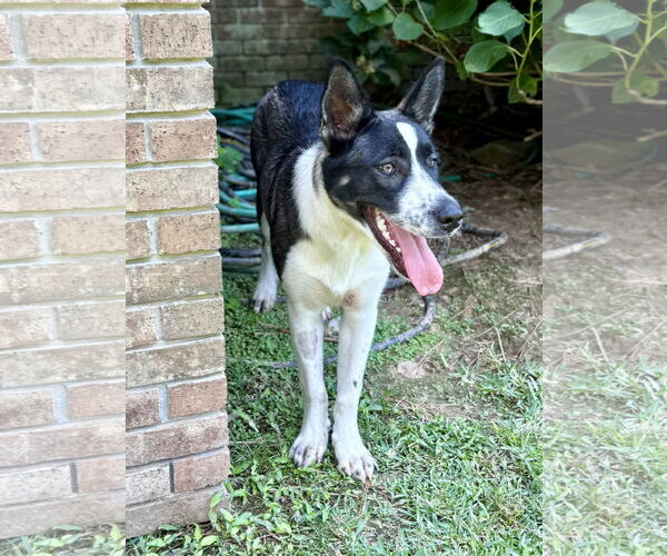 Medium Photo #1 Shollie Puppy For Sale in Texarkana, TX, USA