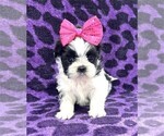 Small #3 Shih Tzu