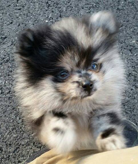 Medium Photo #1 Pomeranian Puppy For Sale in BETHEL, OH, USA