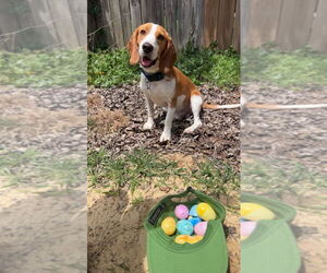 Beagle Dogs for adoption in Tampa, FL, USA